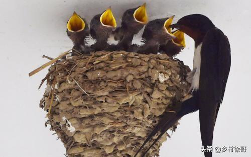 头条问答 - 燕子头年搭的窝第二年还会来吗?(1个回答)