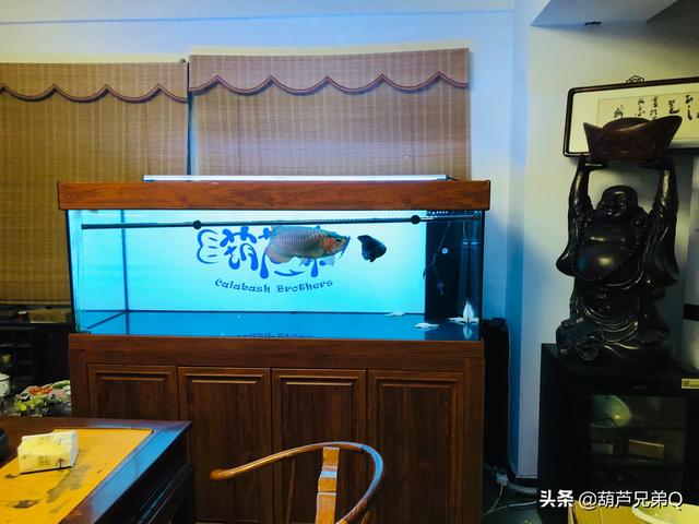 家中养鱼好么:鱼适合家家都养吗？哪些适合家养？