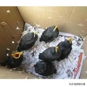 白头翁雏鸟需要保暖吗:捡到只雏鸟怎么喂怎么给它保温啊摸着它身体有点冷？