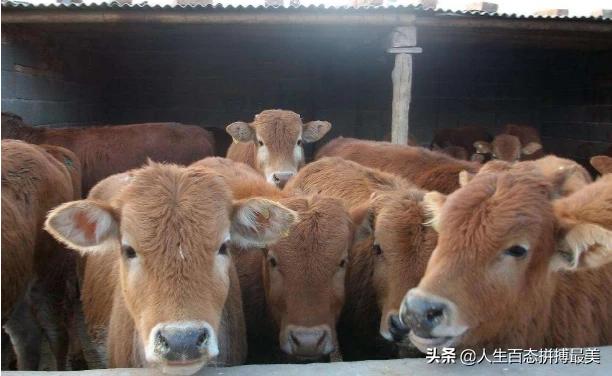 牛疾病百科大全:牛不见反刍还咳嗽、喘怎么治疗？