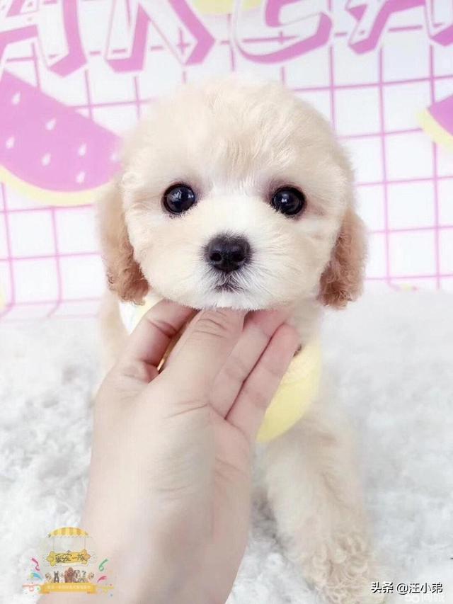 犬爱:小泰迪见了别的狗狗爱叫怎么办？ 犬爱主题曲
