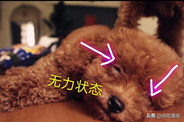 泰迪狗瘟潜伏期:泰迪犬生病时，有什么举动？