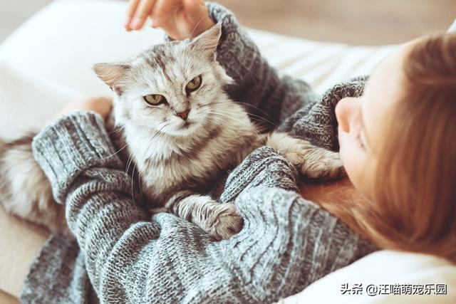 养猫的男人:猫系男人养猫会不会更骚？