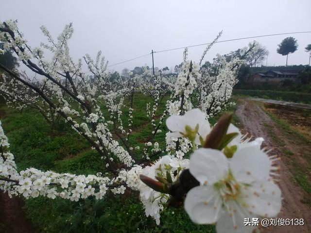 李樹在盛花期澆水過多會引起落花落果嗎