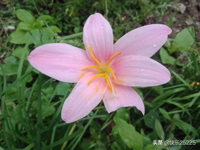 中华媒鸟论坛吧:丈母娘住在女婿家合适吗？