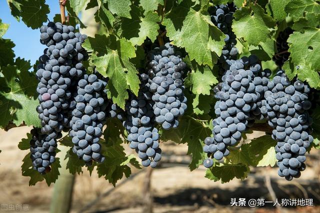 句容葡萄园:应该如何科学建造葡萄园？