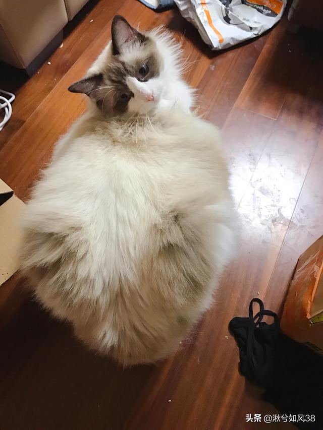 花3500元买了一只美短加白猫咪,是预定的,大概会在猫咪两个月的时候拿到,想问问大家这样有问题吗？该注意些什么？