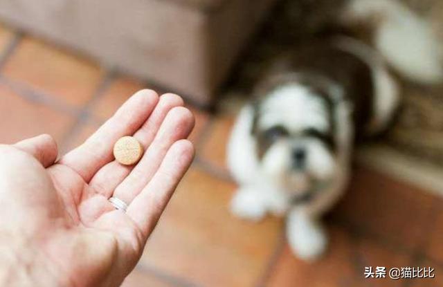 金毛肠胃炎的治疗方法:金毛狗狗拉稀紧急采取的最有效方法？