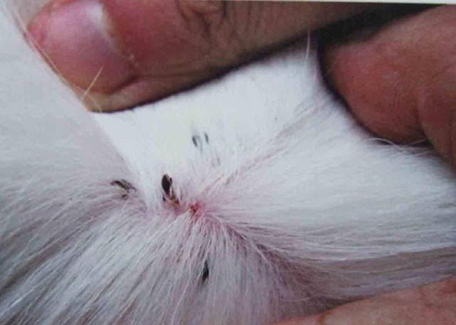 猫猫狗狗身上跳蚤多放水里白的腿黑了一半好恐怖应该怎么处理跳蚤的