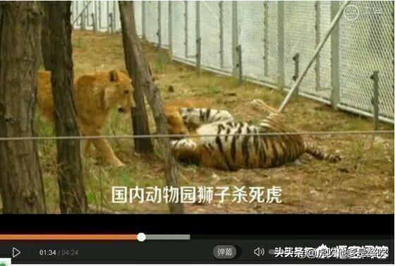 獴科巨鬣狗:鬣狗是猫科动物还是犬科动物？