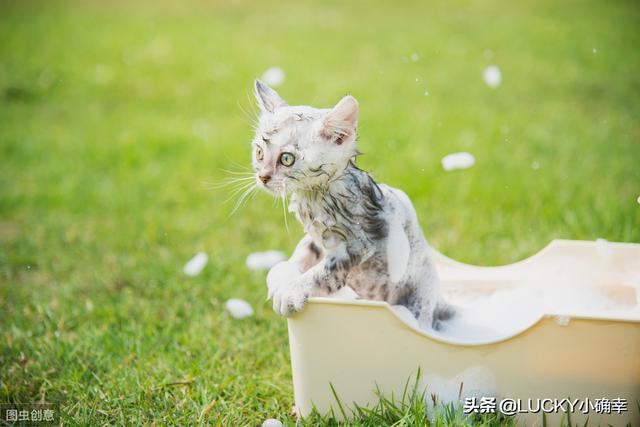 宠物除味剂信息:猫窝用什么消毒水去味？猫窝用消毒水能去味吗？ 宠物除味剂有用吗