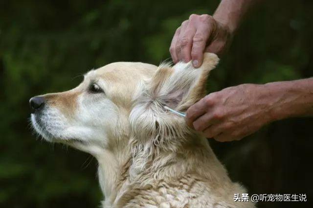 蝶耳犬,狗狗耳螨非常严重，怎么治疗？