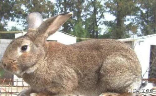 四川宠物兔养殖基地:四川人一年要吃3亿只兔子是真的吗？ 四川最大养兔基地详细地址