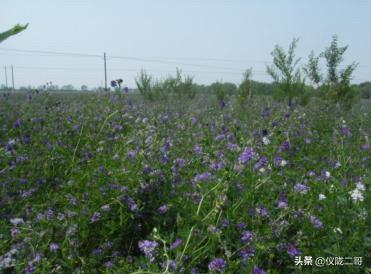 紫花苜蓿草保护价:紫花苜蓿草种植时间 羊吃了苜蓿草肚子发胀是什么原因？