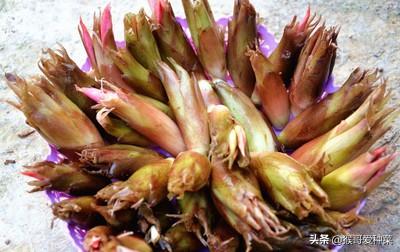 洋荷的经济价值挺高的,如何种植产量高呢？