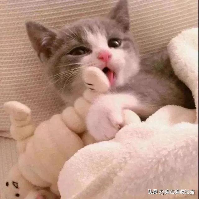 淘宝店叭咪宝:养猫的朋友看一下，这是猫藓么？ 淘宝旺店宝怎么样