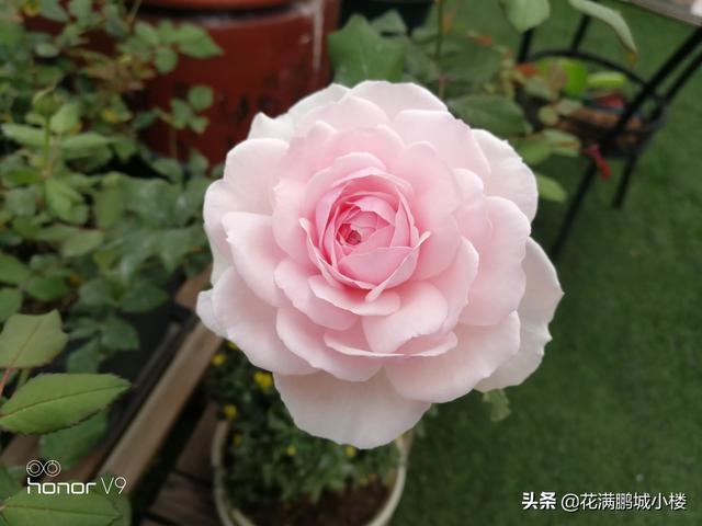 最香的几款月季品种是什么？插图28