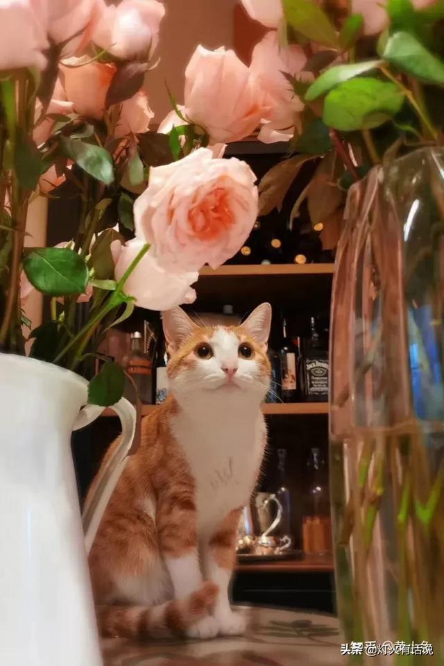 家住别墅是什么样的感觉？插图80