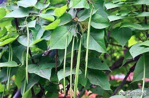 头条问答 为什么楸树有开花的有不开花的 10个回答