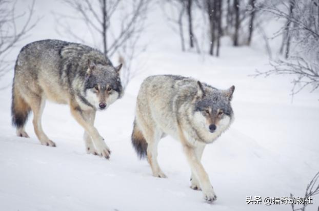 驴头狼在什么地方，狼群中的头狼是公狼还是母狼为什么
