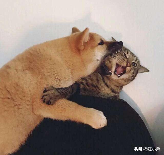 哈士奇大战藏獒壁纸:战斗力最强的家犬，需要多少只可以打败东北虎？为什么？ 哈士奇和藏獒