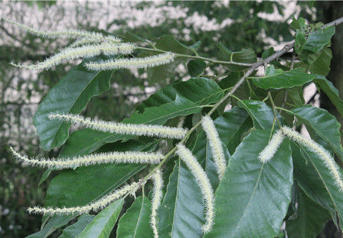 头条问答 - 板栗树采果后该如何剪枝?(14个回答)