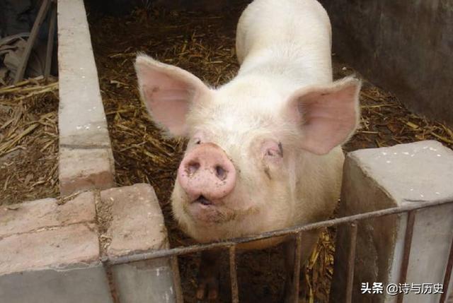 几内亚猪:为什么中国古代游牧民族不养猪