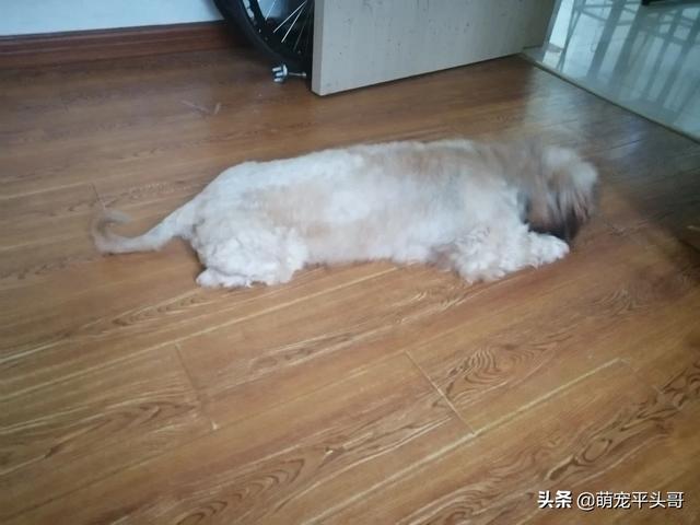 昨晚太想要了就和我家泰迪:泰迪总喜欢跟我们一起在床上睡觉怎么办？