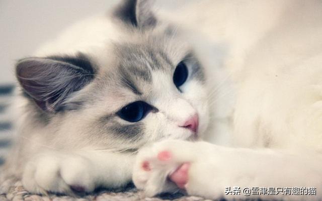 合肥布偶猫价格多少钱一只:现在不同品种的猫咪都分别是什么价格？