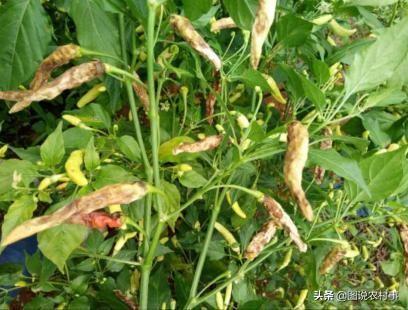 鸟眼辣椒图片:自己家晒的辣椒为什么没有市场上卖的漂亮？