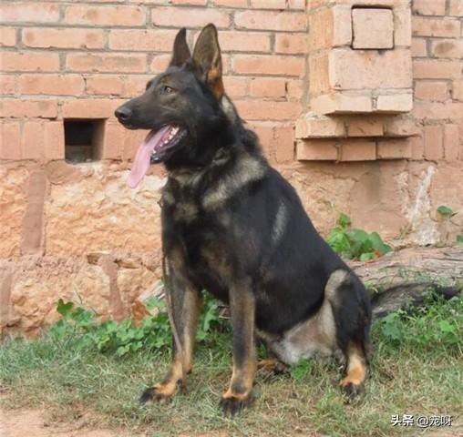 昆明犬图片:德国牧羊犬和昆明犬之间，存在着什么样的关系？为什么？