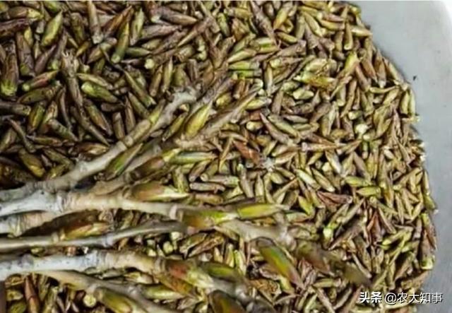 枫香树叶提取物:钓鱼用的小药是用什么东西做的？