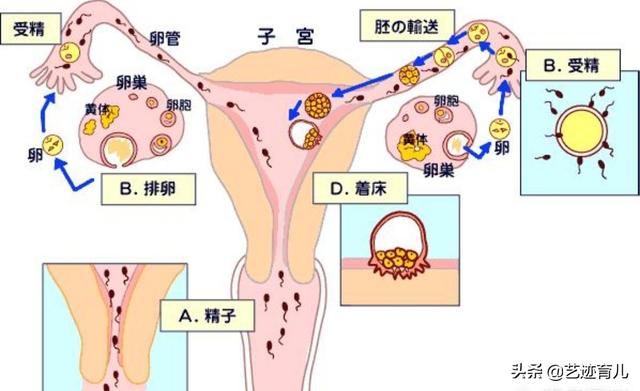 头条问答 受精卵着床 是妊娠期反应最严重的时候吗 25个回答