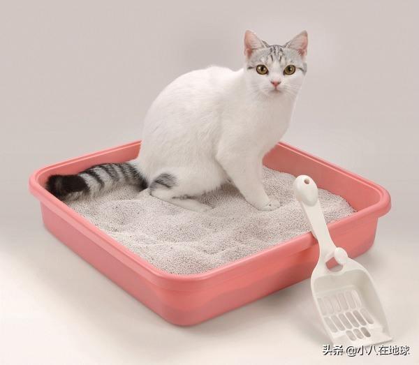 猫砂多久换一次:猫砂骚了，倒了又可惜，有什么好办法吗？