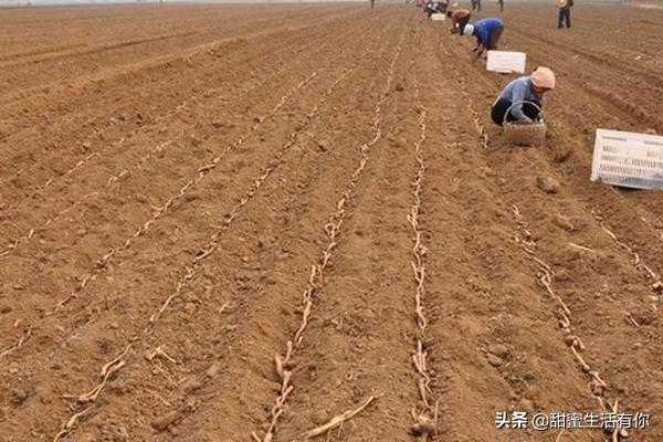 头条问答 - 山药的生长条件是怎样的?该如何种植?(15个回答)