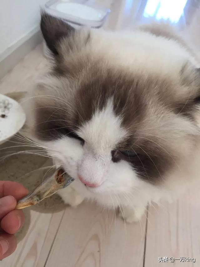 布偶猫贵还是褴褛猫贵:除了布偶猫之外，还有哪些猫咪很贵？ 褴褛猫和布偶猫哪个贵