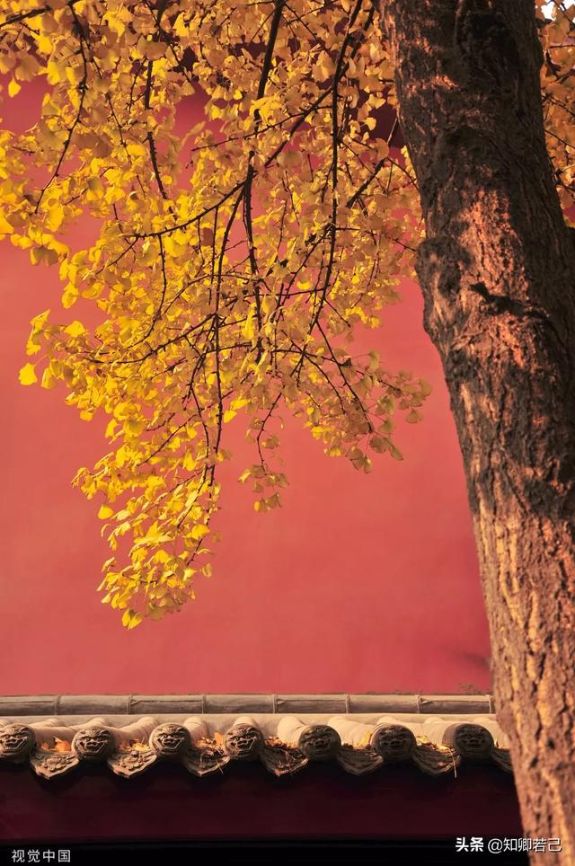 端午节是纪念屈原，那重阳节是什么节日？