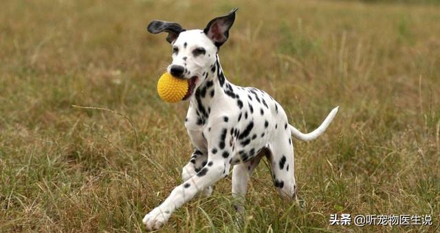 狗玩具:马犬四个月了把宠物球吃了不吃食怎么办？