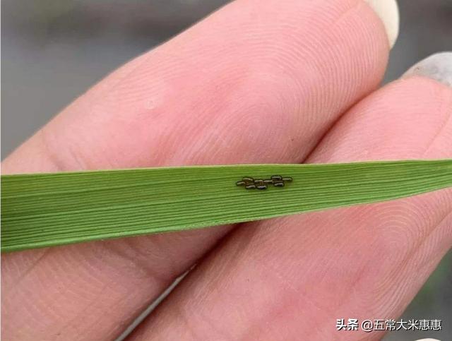 黑乎乎毛虫是害虫吗，水稻已经发现泥毛虫，怎样治