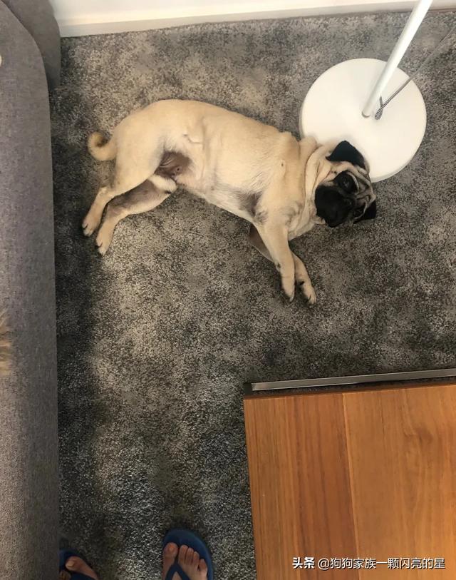 贝生吉犬的性格怎么样:贝生吉犬哪种最好 按照现在的时况，养小型的巴哥犬是不是比较好？