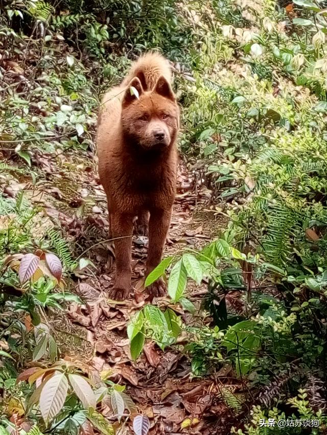 土狗制服藏獒逆袭成功:中华田园犬和细犬等土生犬种会有重新崛起的一天吗？