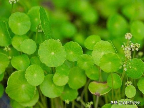 铜钱草的养殖方法和注意事项视频:铜钱草长不出来，这是怎么回事？