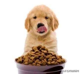 狗狗粮食哪里买:您在购买宠物粮的时候最注重的是什么？