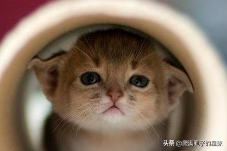 猫训练:猫猫多大开始训练比较好为什么？