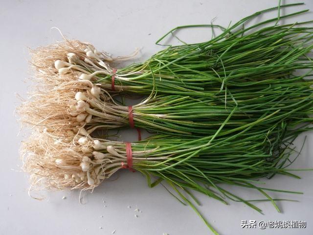 农村常见的野生小蒜,有什么作用和功效? - 我的小天地