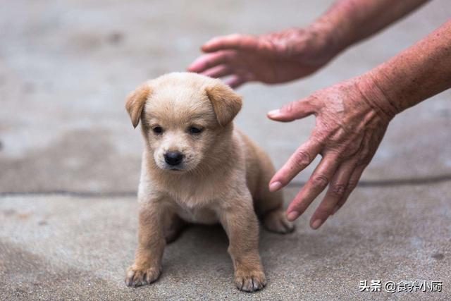 约克夏是梗类犬吗:约克夏梗犬是小型犬吗 约克夏和马尔济斯哪个更粘人？