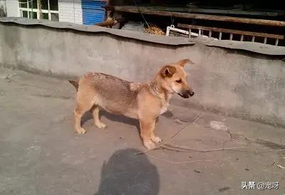 短毛日本狼青犬图片:日本狼青犬图片价格 二战时期，日军的狼青犬是如何培育出来的？