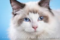 仙女猫图片大全:布偶猫是一个不错的猫种吗？