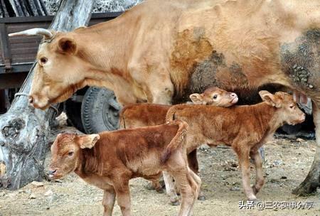 农村秸秆那么多为什么有的人不养牛？
