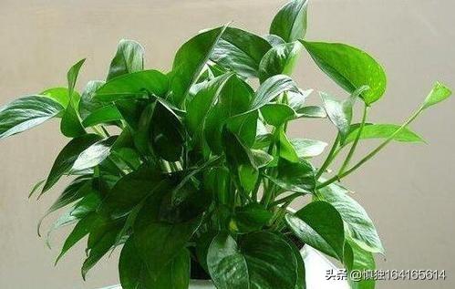 观叶植物营养液花之侣:绿萝黄叶有什么好的营养液吗？